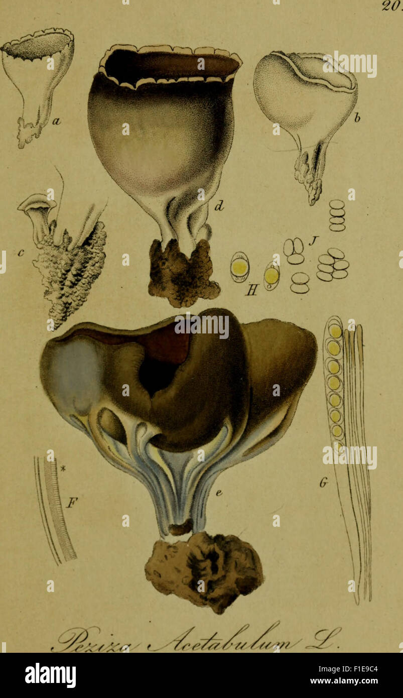 Deutschlands flora in abbildungen nach der natur (1841 Stock Photo Alamy