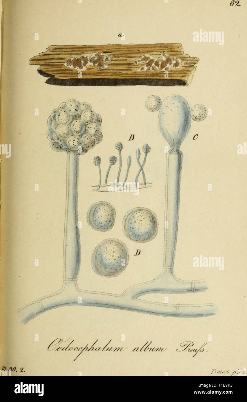 Deutschlands flora in abbildungen nach der natur (1862 Stock Photo Alamy