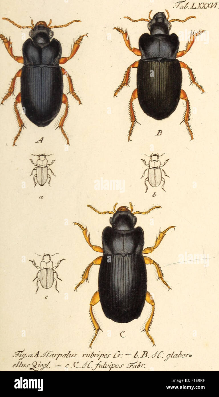 Deutschlands insecten hi-res stock photography and images - Alamy