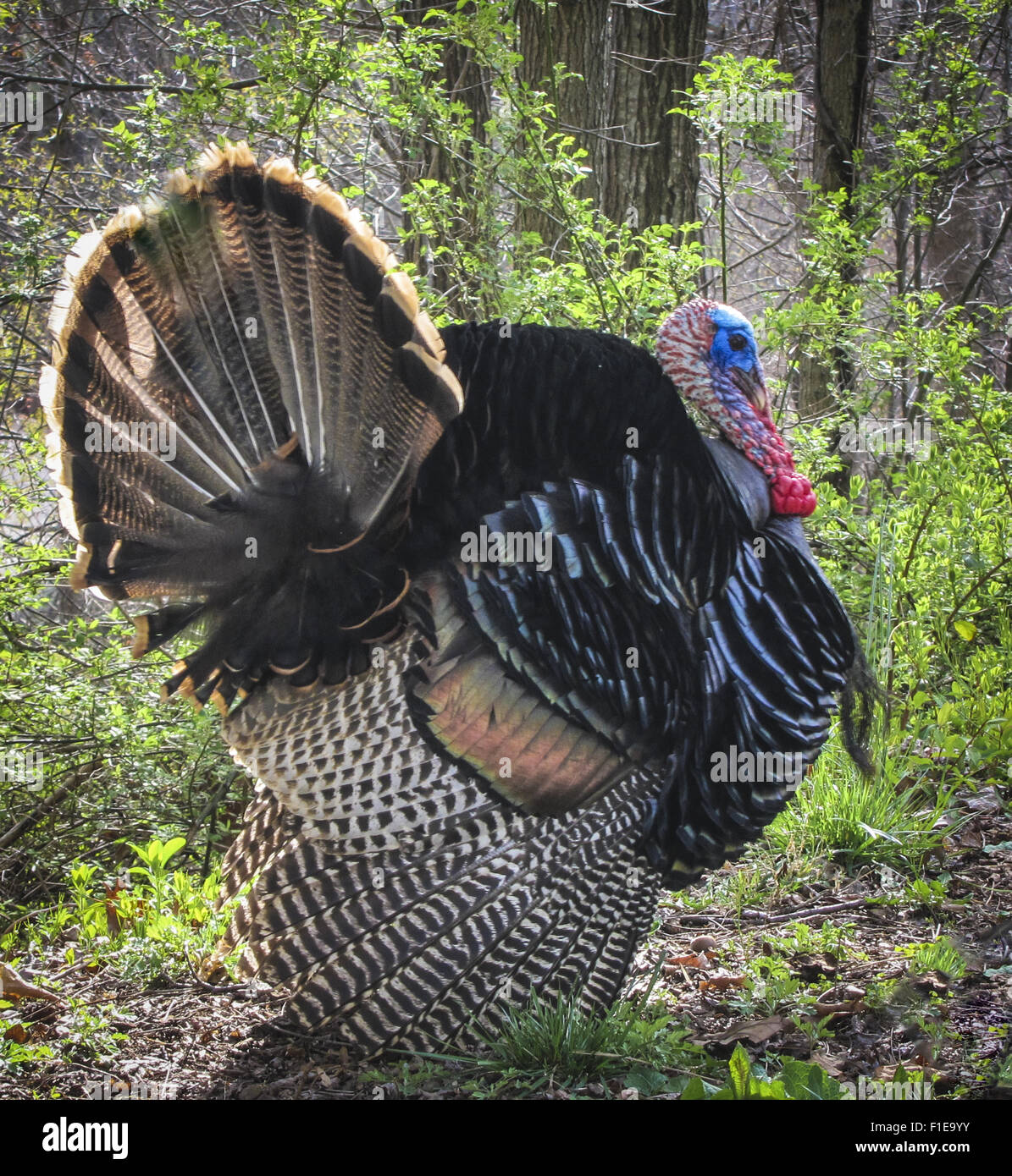 Wild male turkey in full courting display Stock Photo