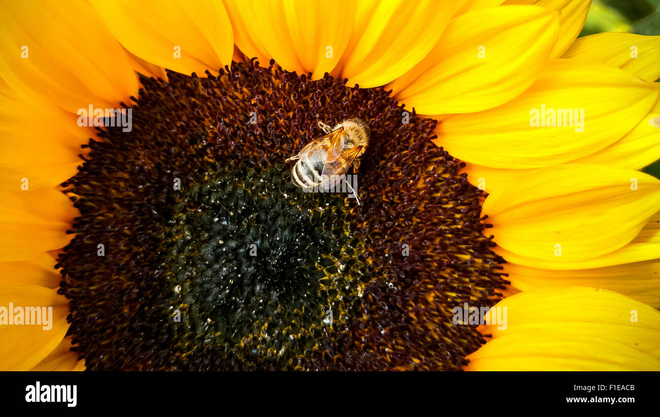 Bee on a sunflower, collecting pollen, top view Stock Photo - Alamy