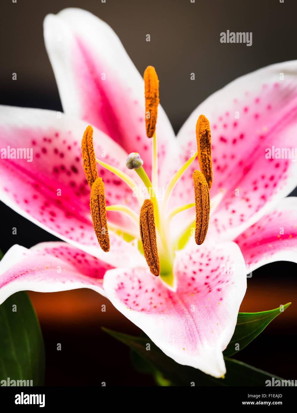 Closeup of single pink tiger lily flower in bloom Stock Photo