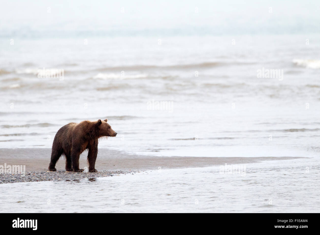 Lone Alaskan Grizzly Bear on Tidal Flats Stock Photo