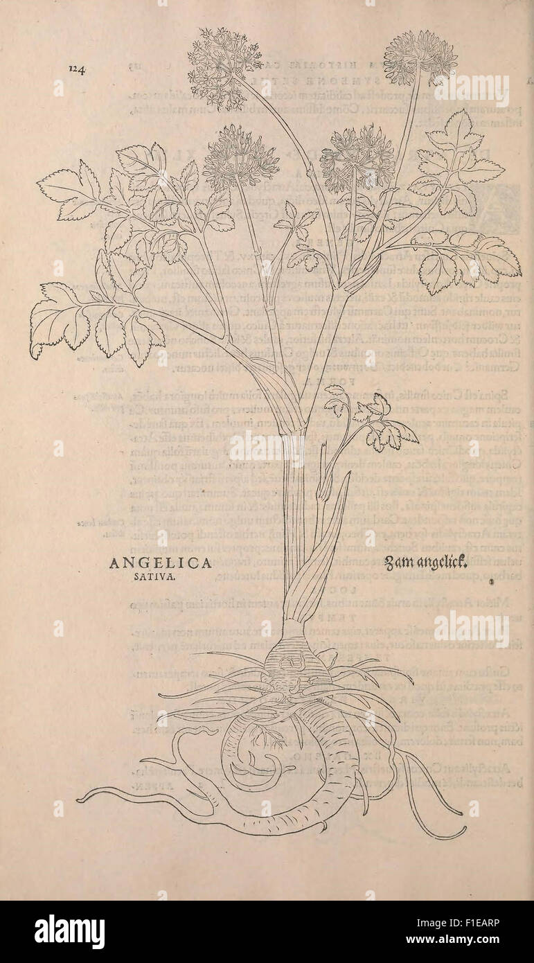 This historical botanical work features detailed illustrations and ...