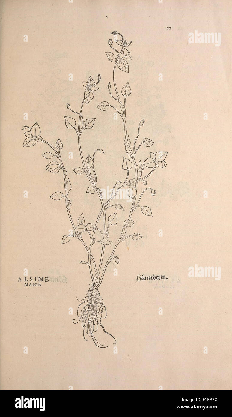 An early botanical work detailing the history of plants, featuring ...
