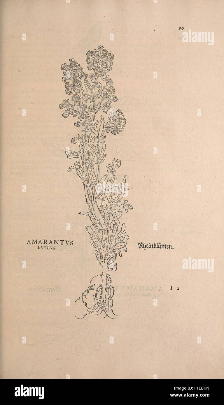 This significant early botanical work provides commentary on the ...