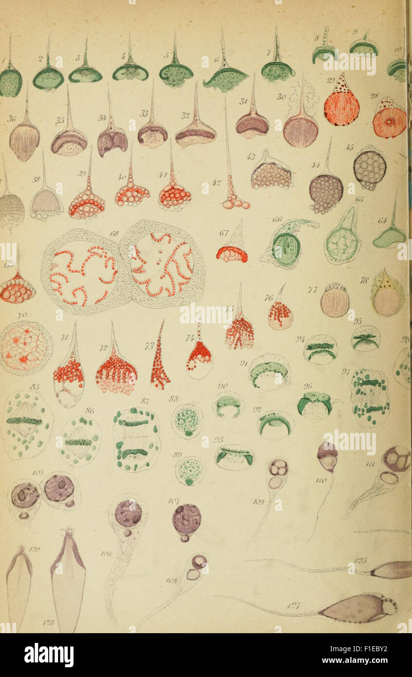 'De la spermatogenèse chez les crustacés d'capodes' (1893) focuses on ...