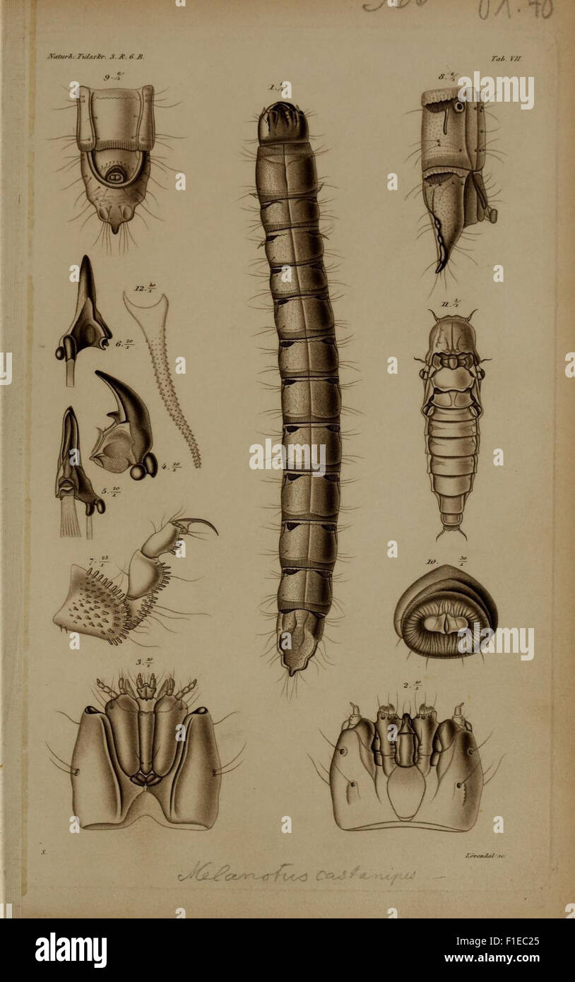 This historical work, part of the study of insect metamorphosis ...