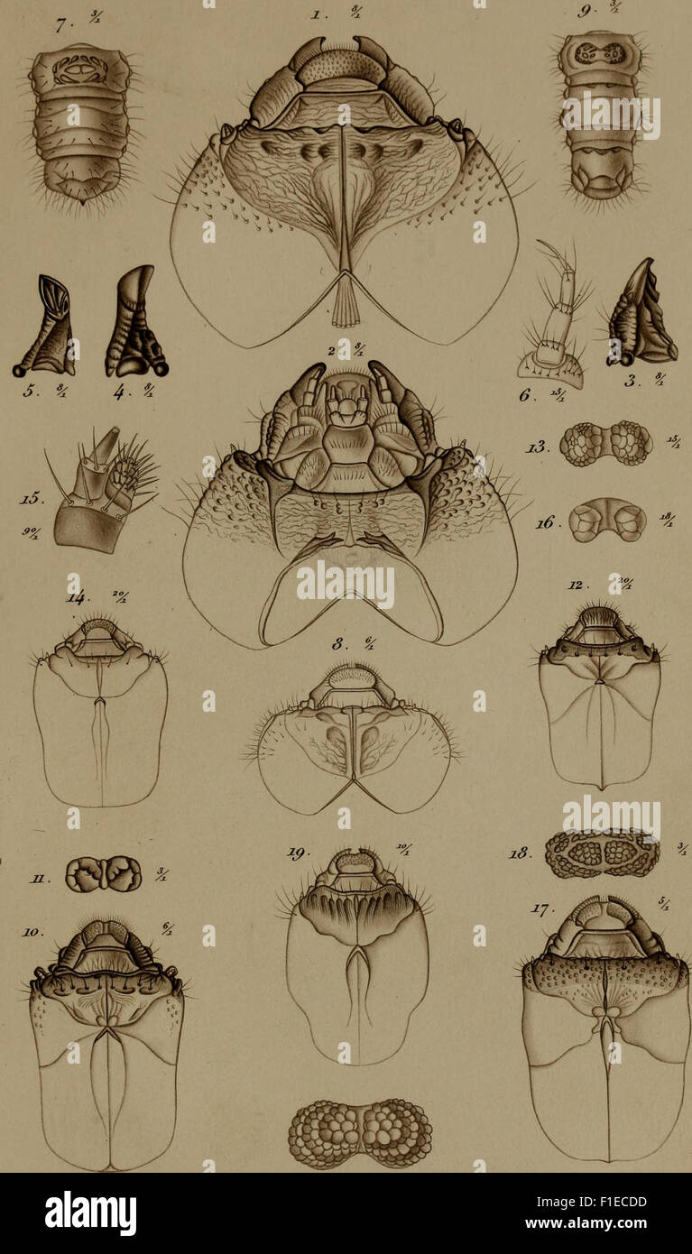 This 1861 study focuses on the metamorphosis of various insect species ...