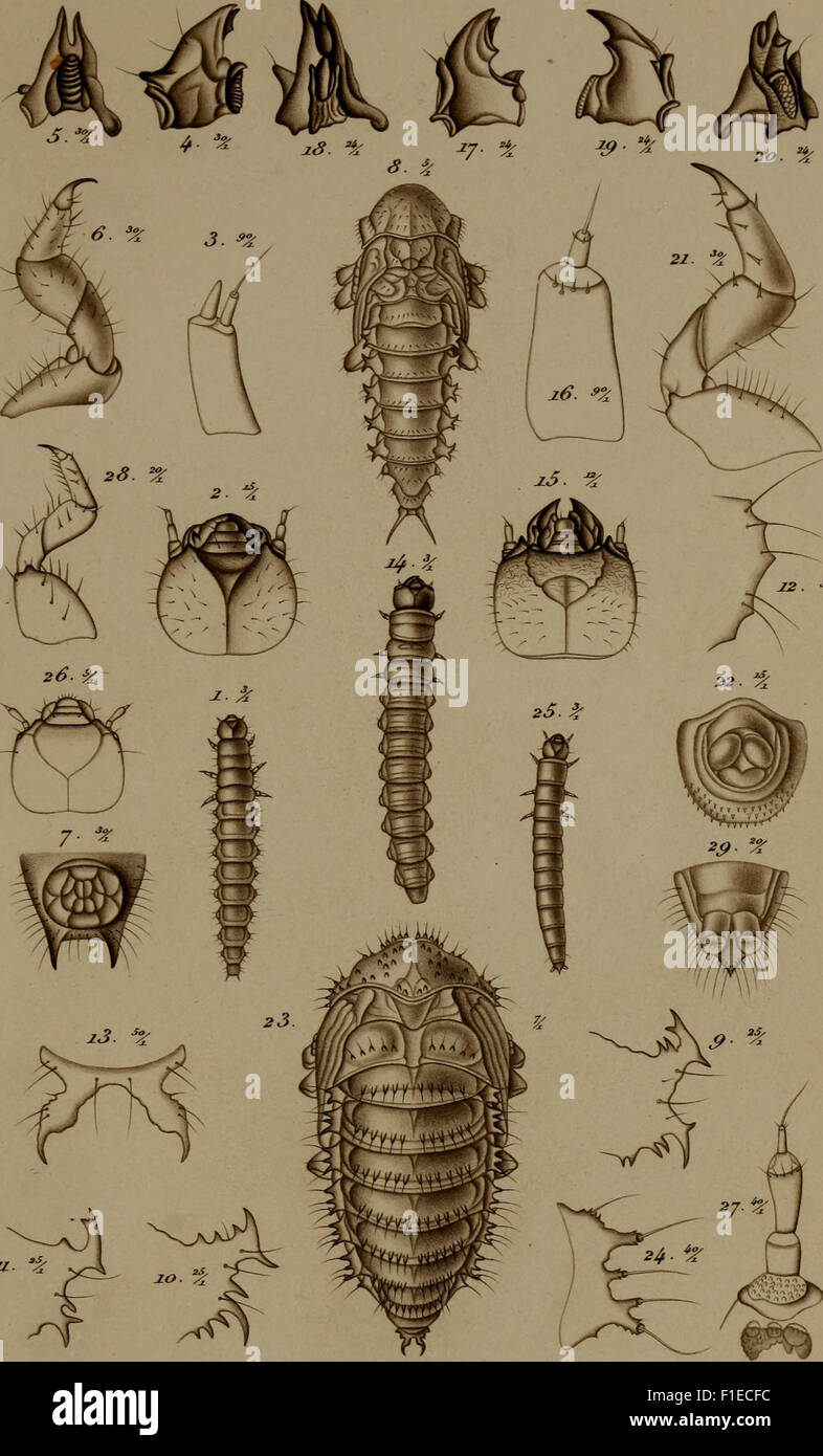 Published in 1861, this scientific work 'De metamorphosi eleutheratorum ...