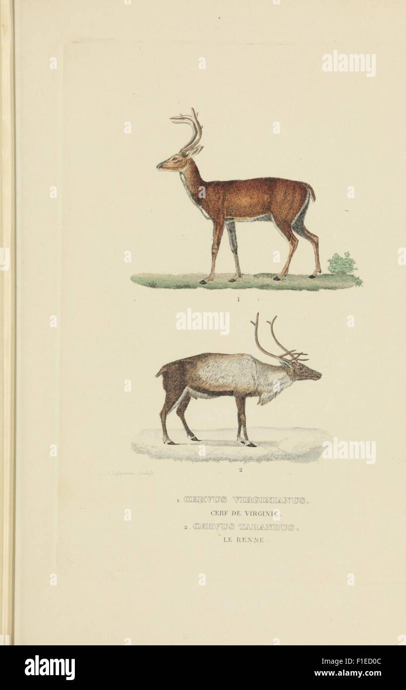 This dictionary, published in the 19th century, covers a broad range of ...