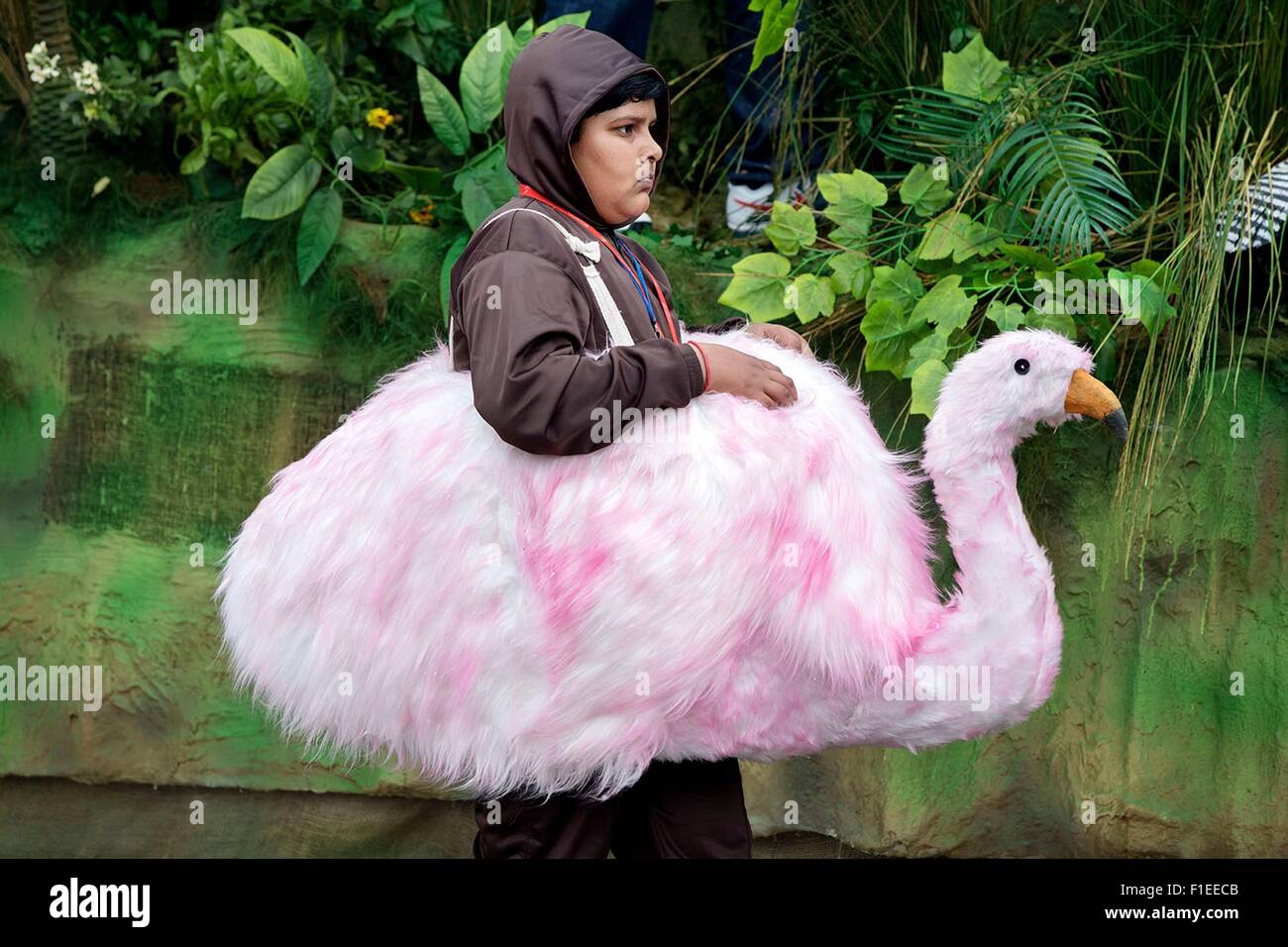 Bird wearing costume hi-res stock photography and images - Alamy