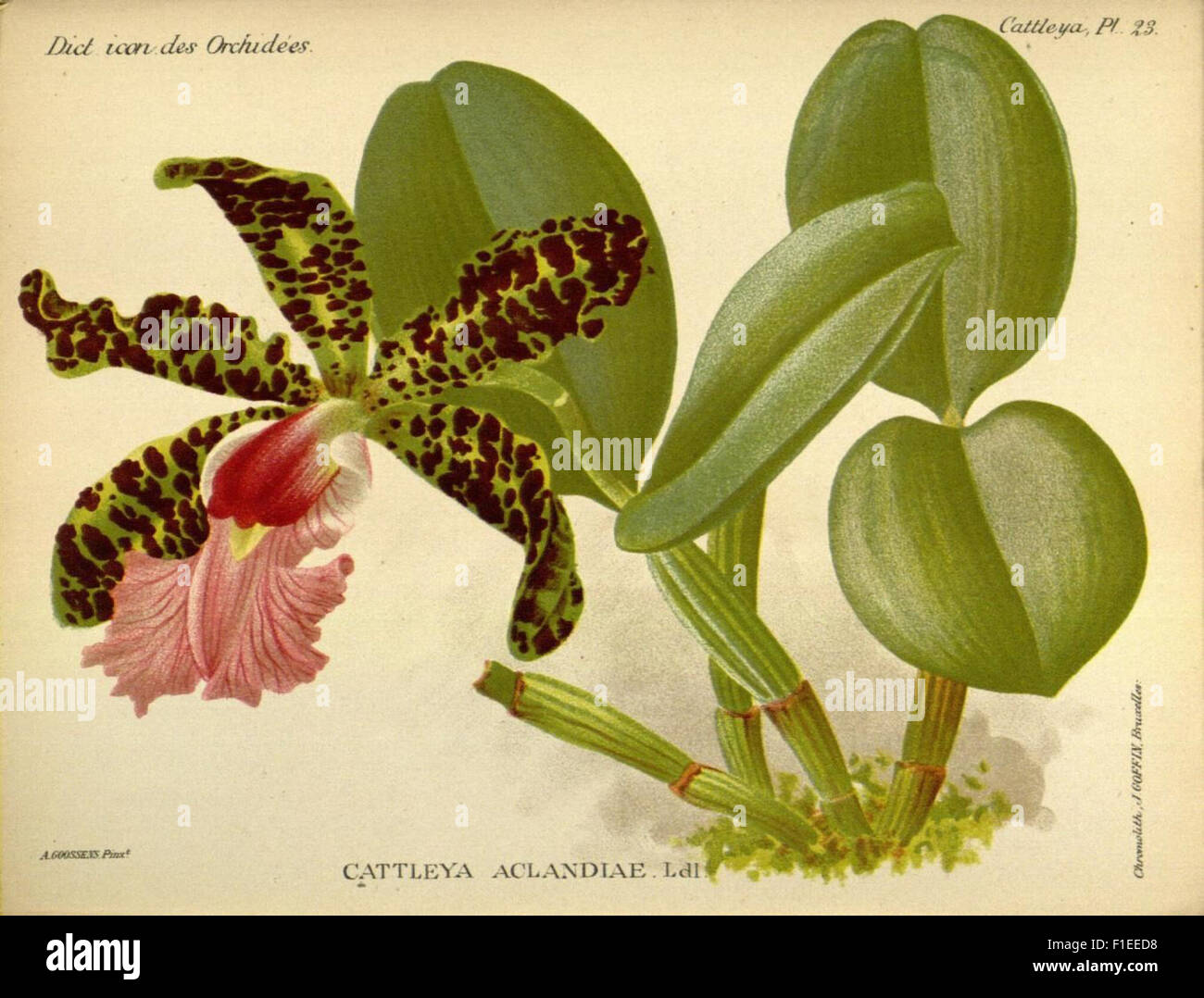 The 'Dictionnaire Iconographique des Orchidees' is an extensive visual ...