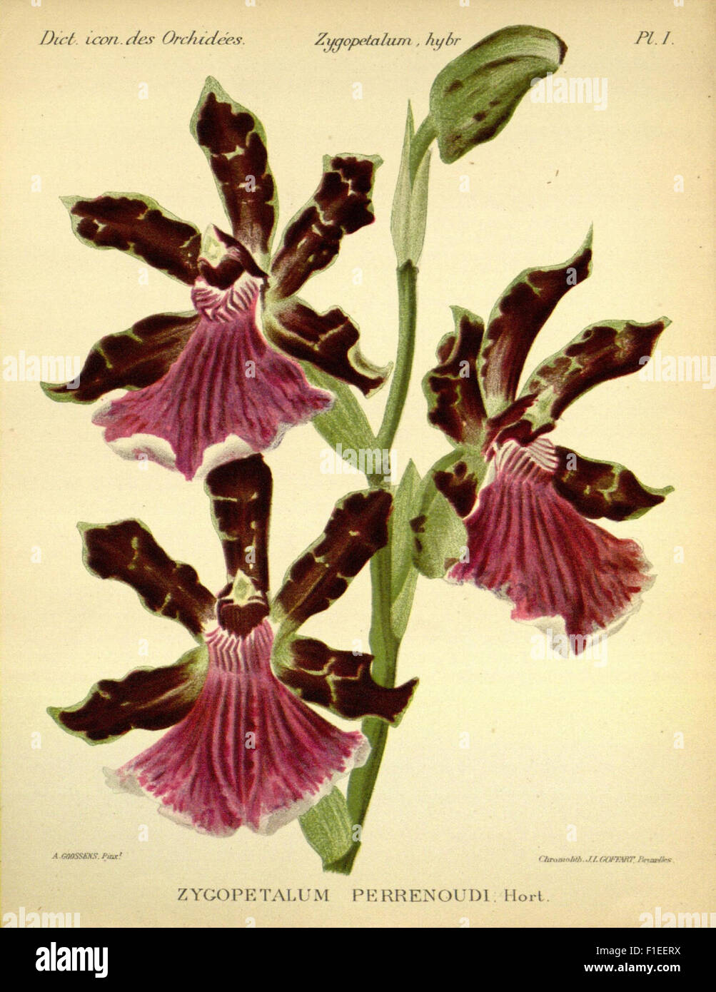 'Dictionnaire Iconographique des Orchidees' is an illustrated ...