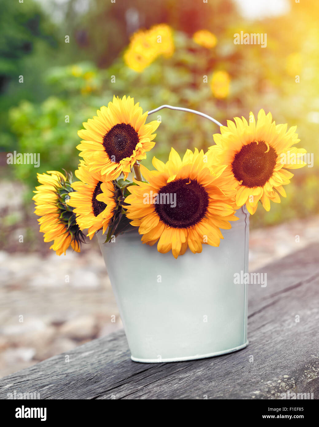 Sunflowers in bucket outdoors. Wedding decorations in rustic style. Stock Photo