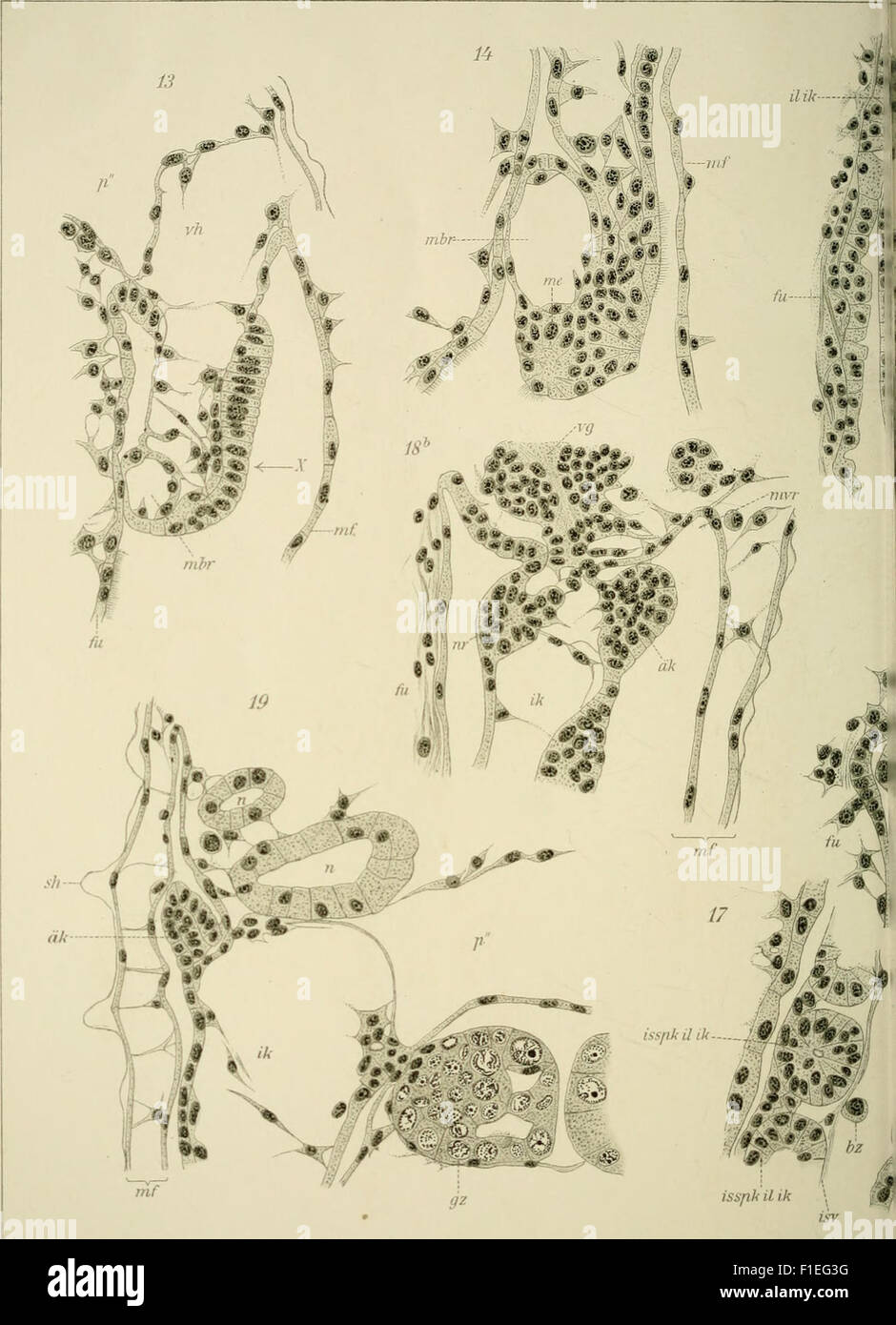 Die Entwicklung der Kiemen bei Cyclas cornea und andern Acephalen des süssen Wassers - ein Beitrag zur Organogenese und Phylogenie der Lamellibranchiaten (1911) Stock Photo