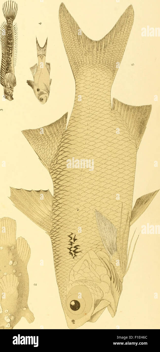 Die Fische der Sibogaexpedition (1913 Stock Photo Alamy