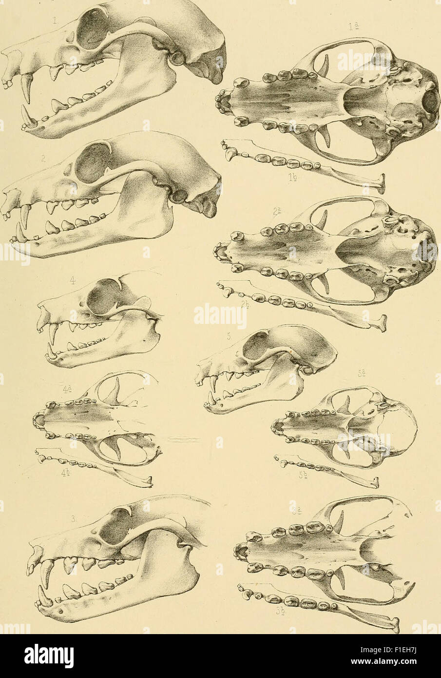 Die Fledermäuse des Berliner Museums für Naturkunde (1899) Stock Photo