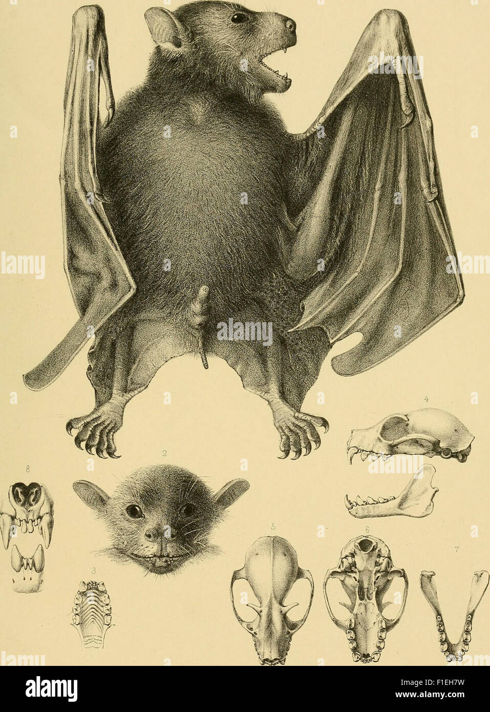 Die Fledermäuse des Berliner Museums für Naturkunde (1899) Stock Photo