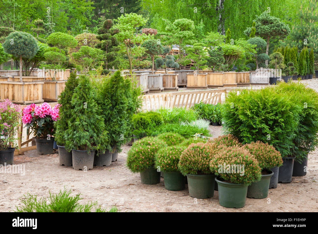 Cypresses plants in pots bonsai garden plants on tree farm Stock Photo