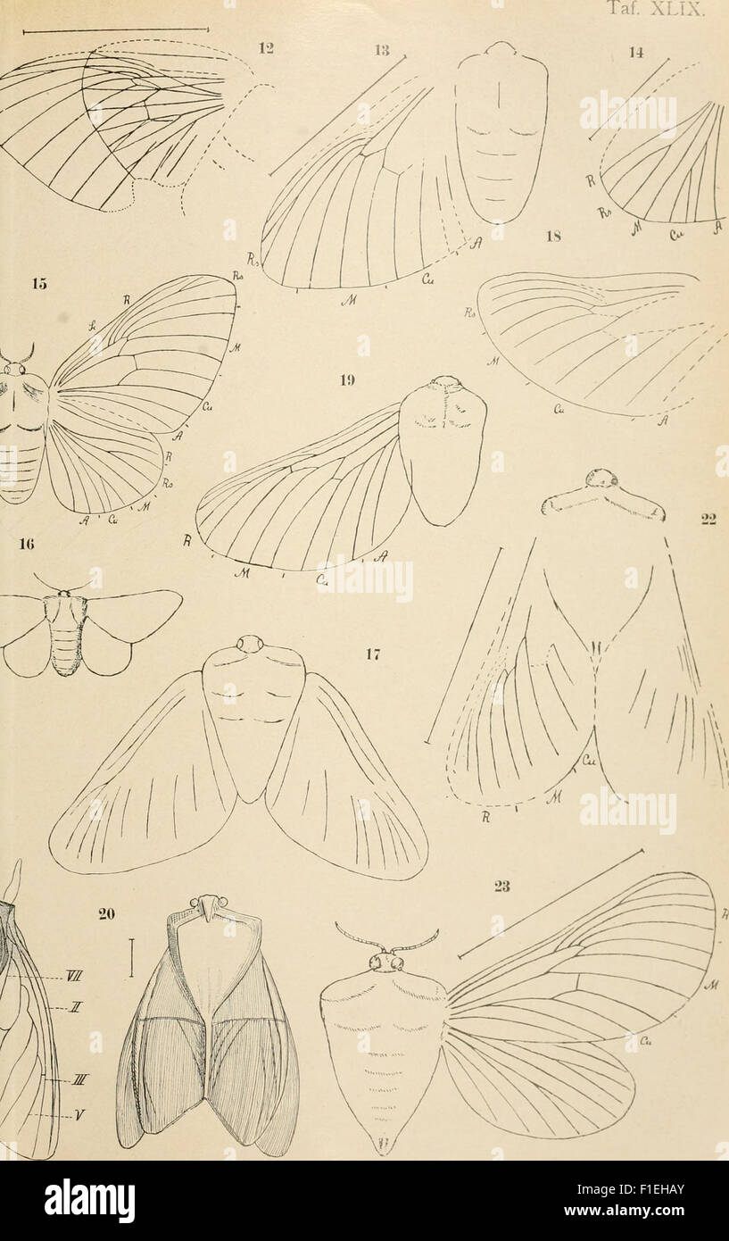 This 1908 German text focuses on fossilized insects and their ...