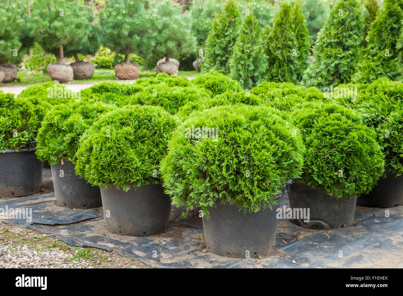 Cypresses plants in pots on tree farm Stock Photo