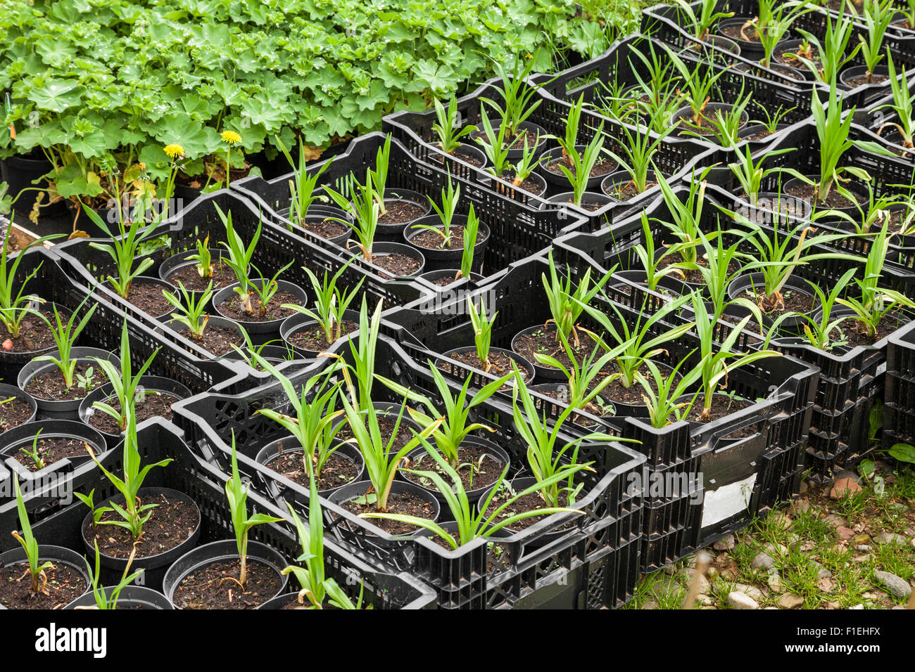 Young plants in nursery Stock Photo