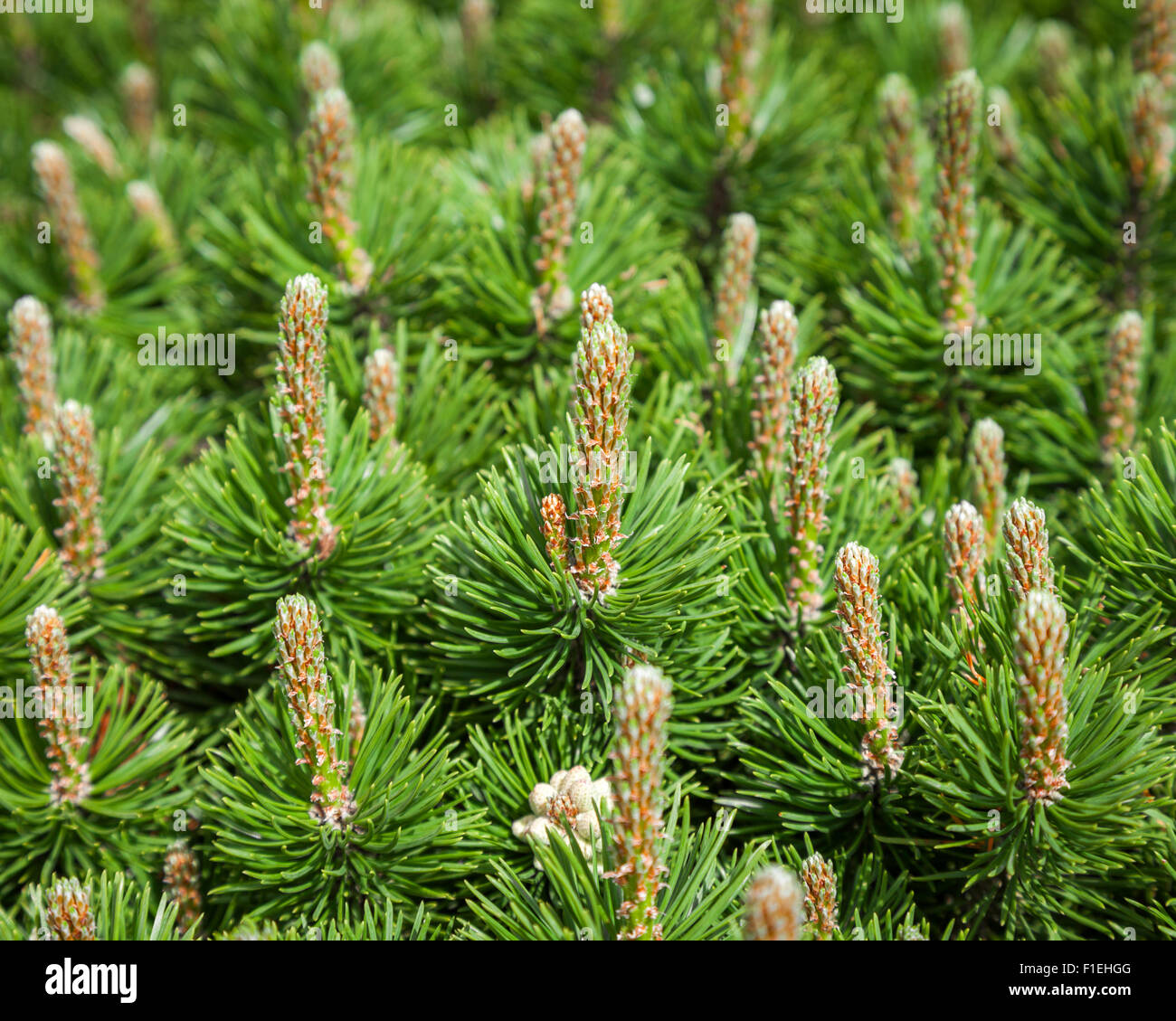 Pine and pine cones close up Stock Photo