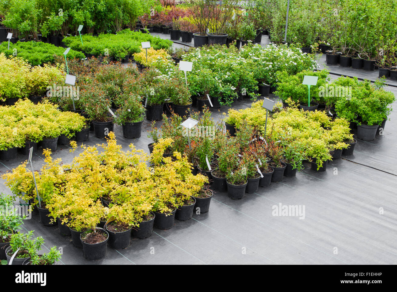 Spirea plants in pots on sale Stock Photo