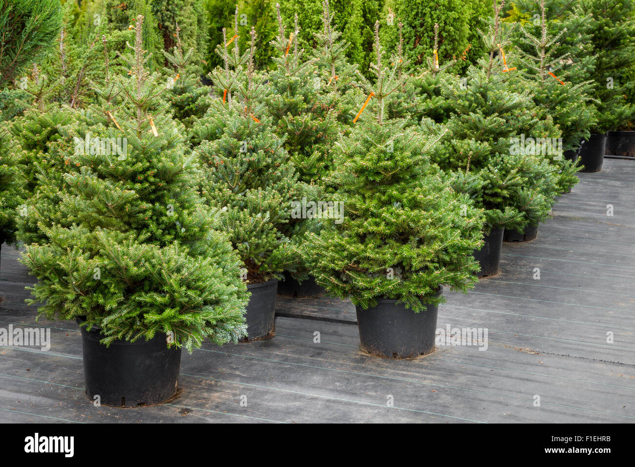Christmas trees in pots for sale Stock Photo