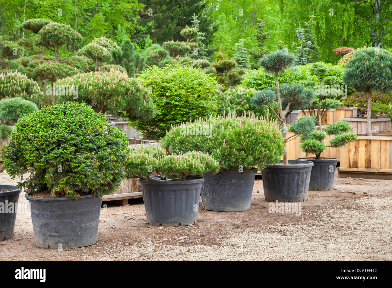 Pine in pots and bonsai garden plants on tree farm Stock Photo