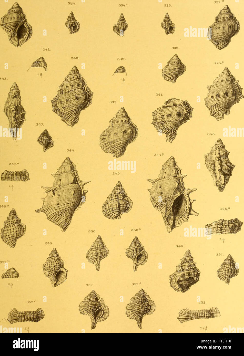 Die fossilien von Java auf grund einer sammlung von Dr. R.D.M. Verbeek