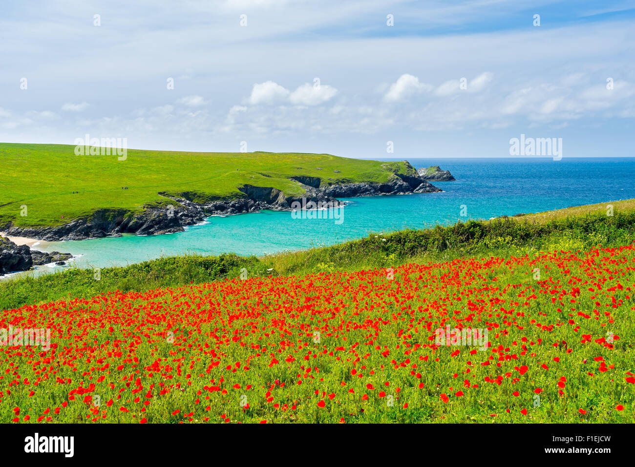Wild flowers of britain hi-res stock photography and images - Alamy