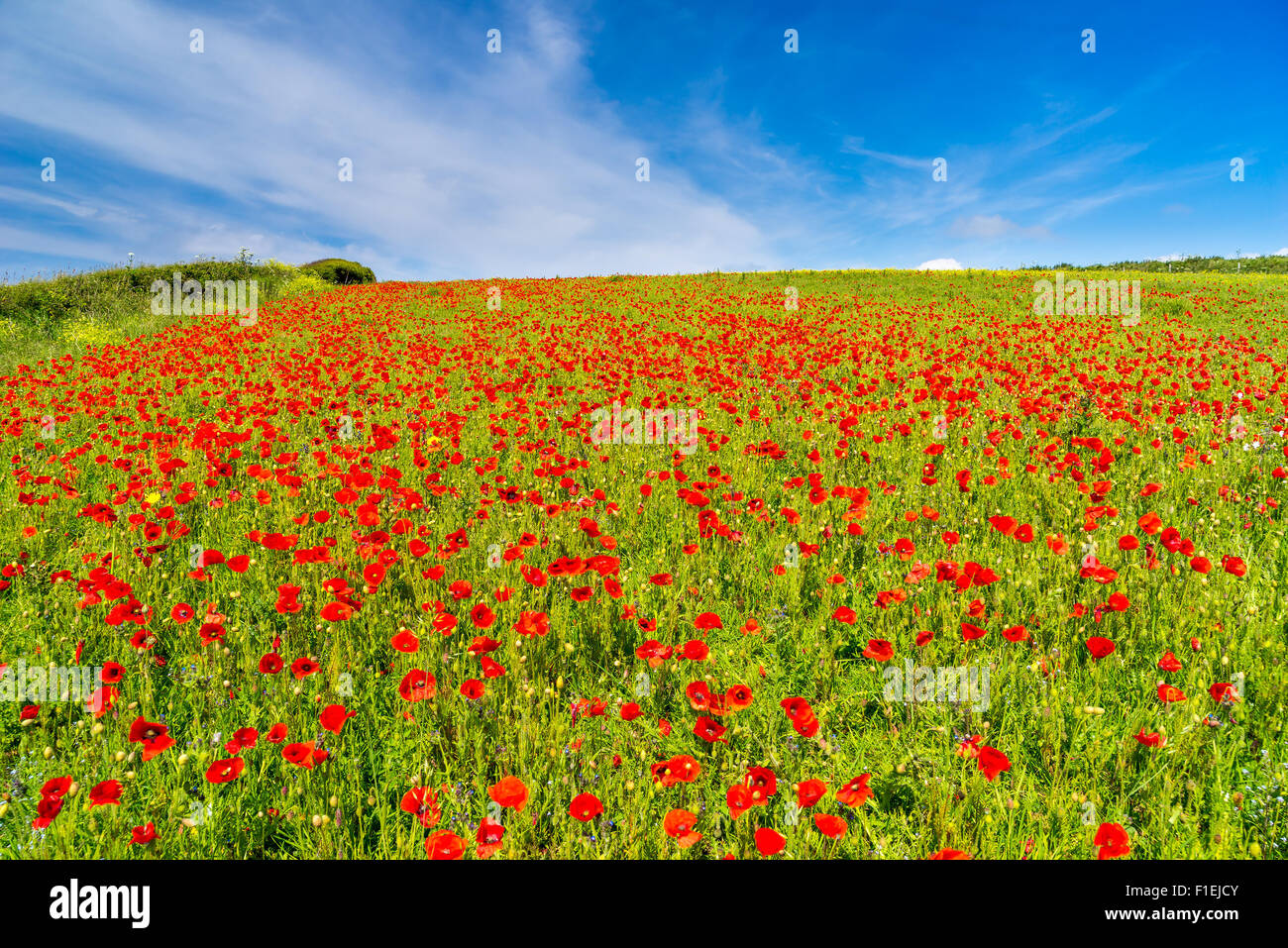 Field of Poppies and wild flowers above Porth Joke beach near Newquay Cornwall England UK Europe Stock Photo