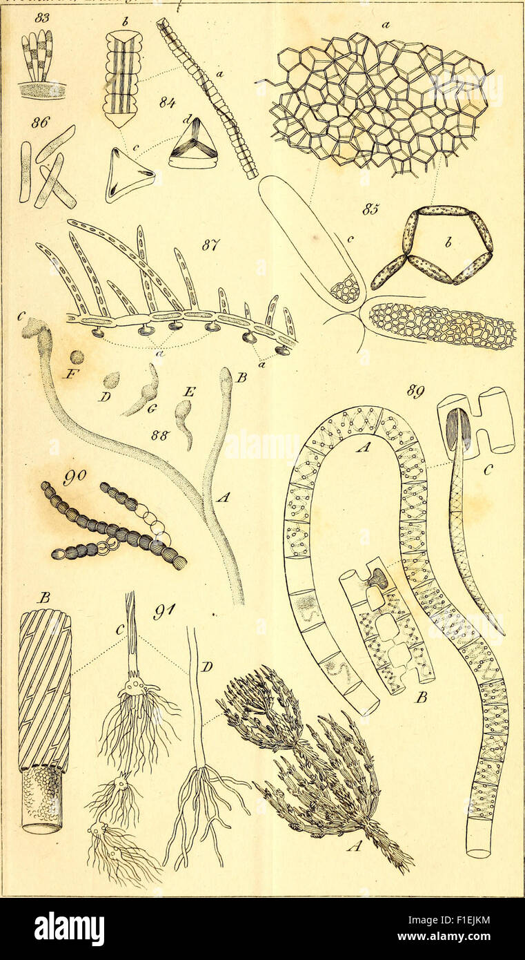 Die Geschichte der Natur als zweite gänzlich umgearbeitete Auflage