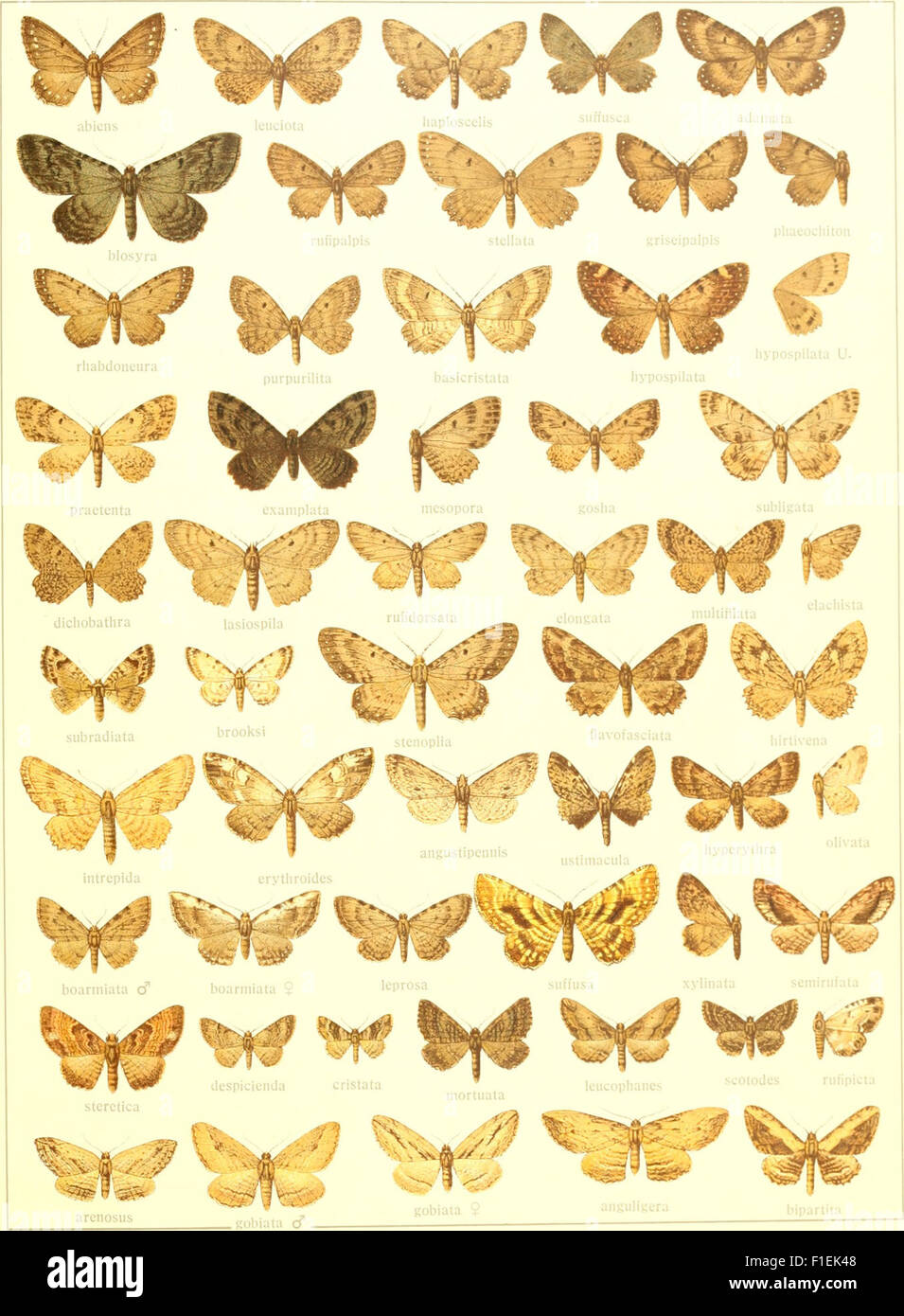 Die Gross-Schmetterlinge der Erde - eine systematische Bearbeitung der bis jetzt bekannten Gross-Schmetterlinge (1900) Stock Photo