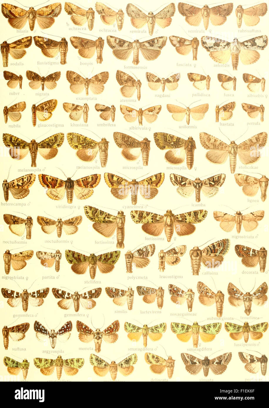 This 1900 work is a systematic compilation of known large butterflies ...