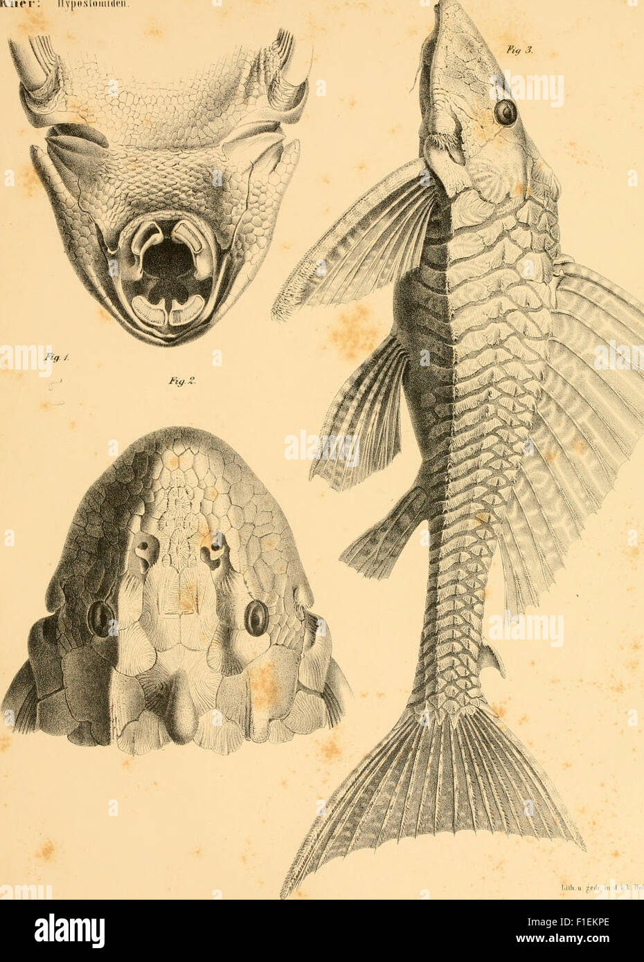 This 1854 work describes the second major group of armored fish ...