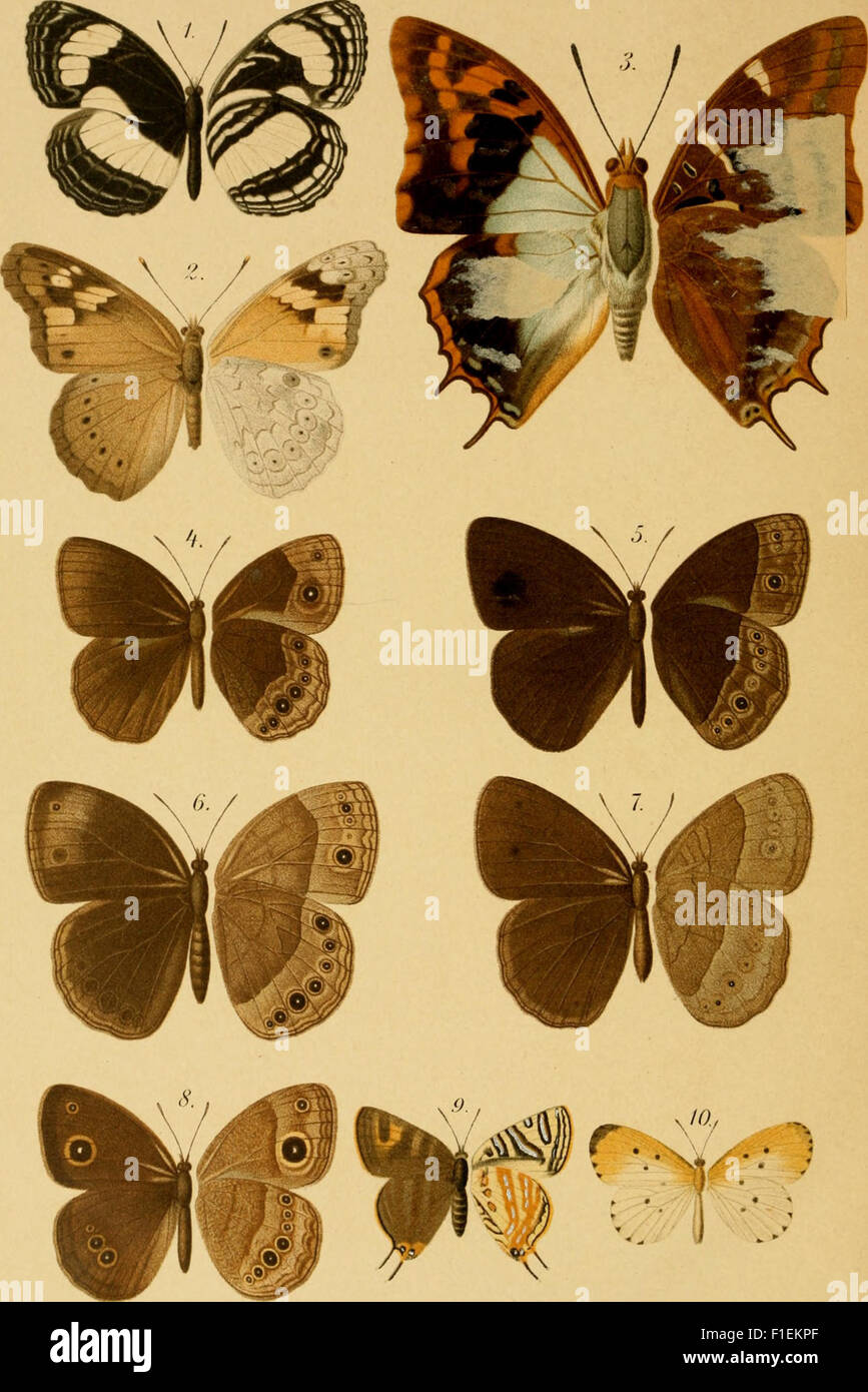 Die Insecten der Berglandschaft Adeli im Hinterlande von Togo (Westafrika) Abt. 1 (1893) Stock Photo
