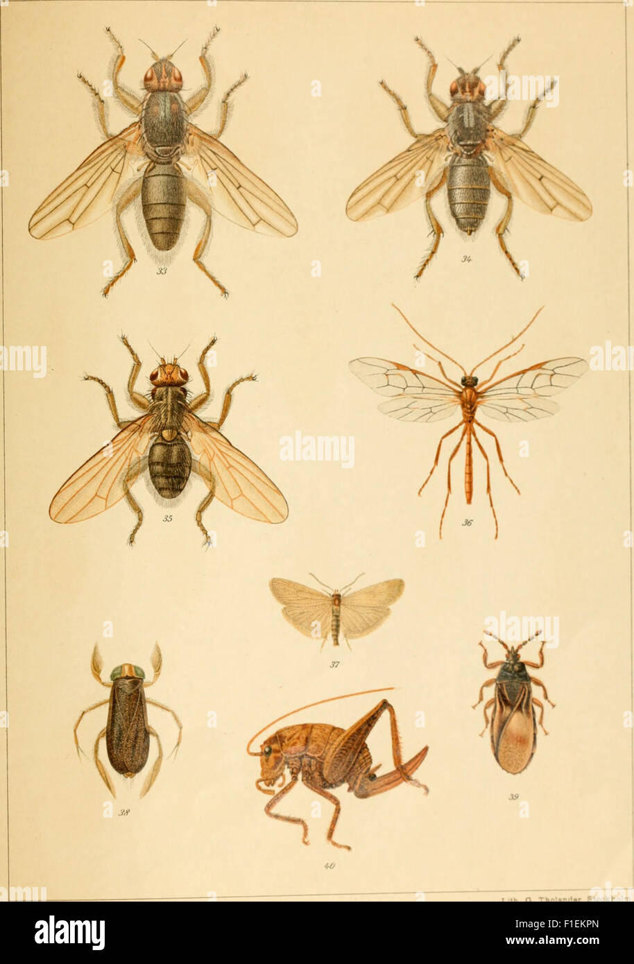 Die Insekten des Antarkto-Archiplata-Gebietes (Feuerland, Falklands ...