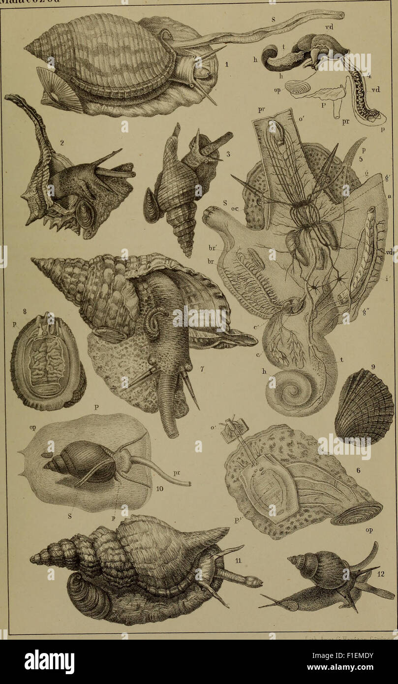 This 1862 work offers a scientific exploration of the classes and ...