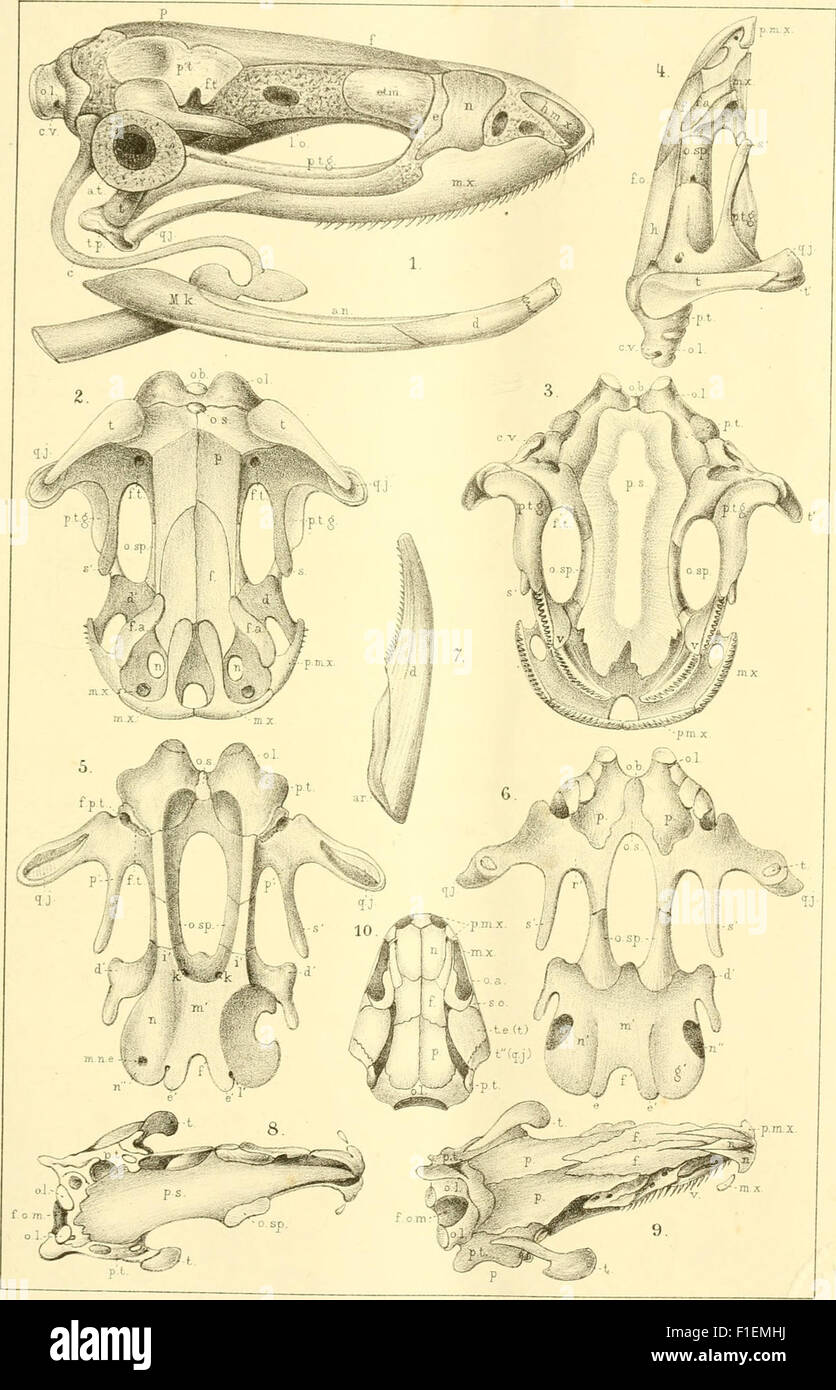 Multi Volume Works Examples This multi-volume work (1873-1878) systematically classifies animal ...