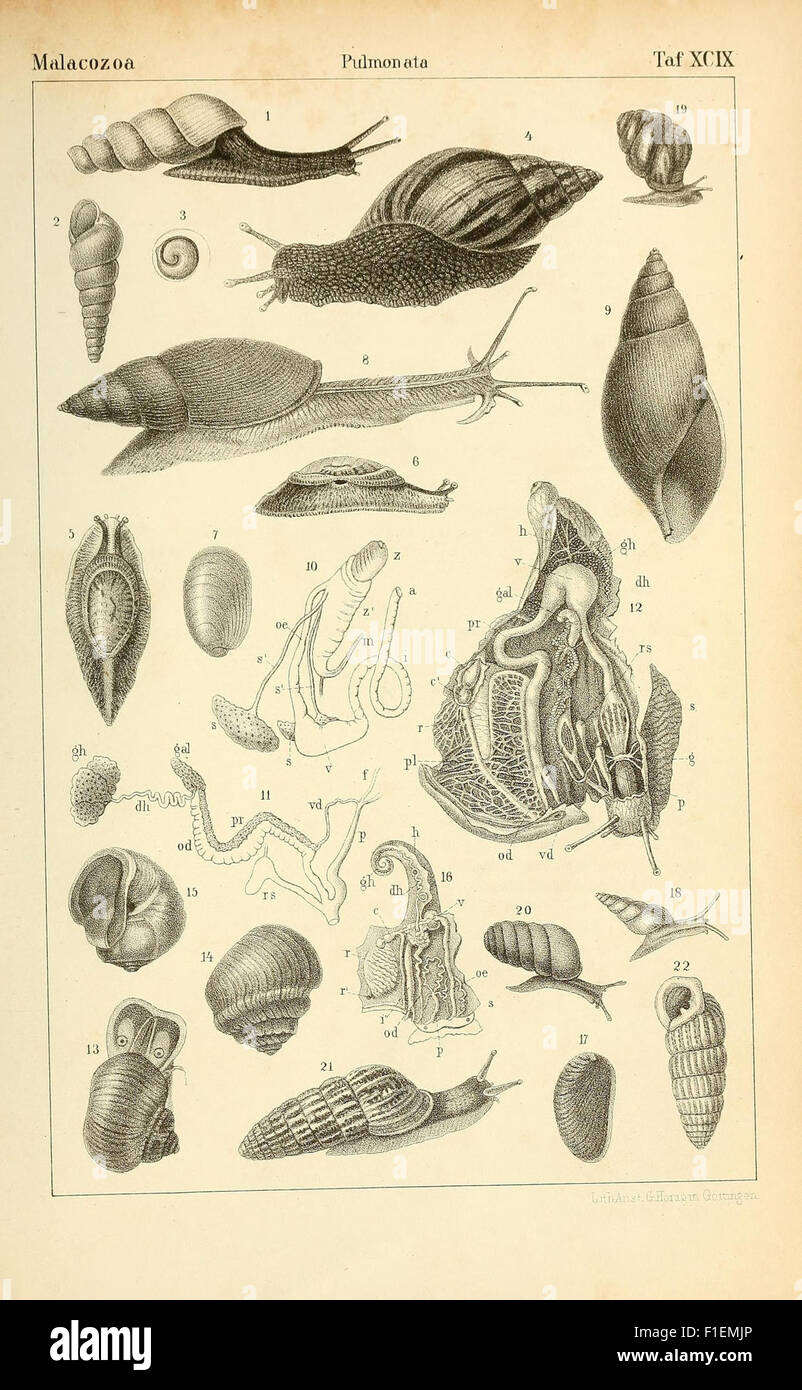 Sea Creature Classification A work on the classification of the animal kingdom, with a focus on ...