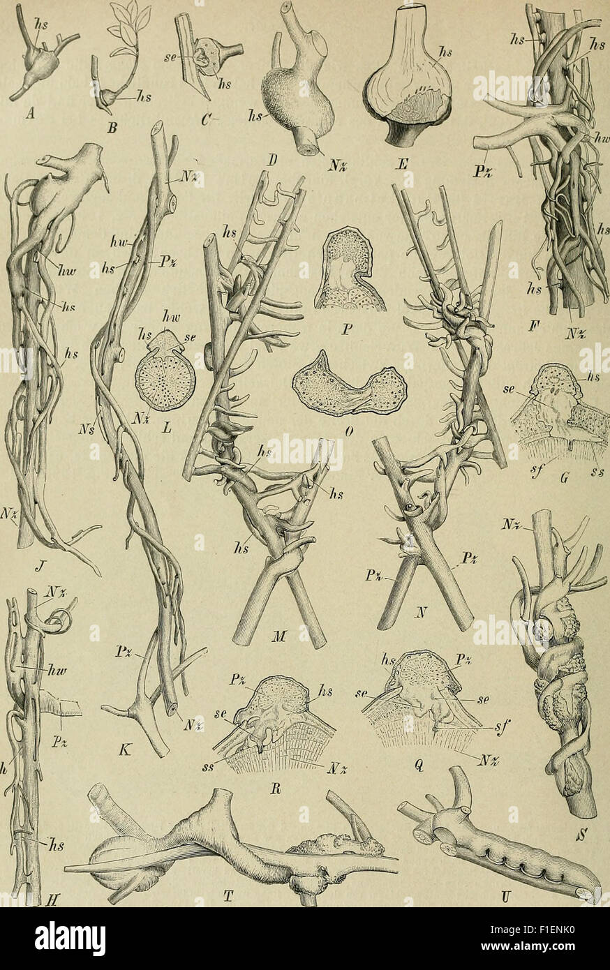 Multi Volume Works Examples This multi-volume work details the natural plant families, including ...