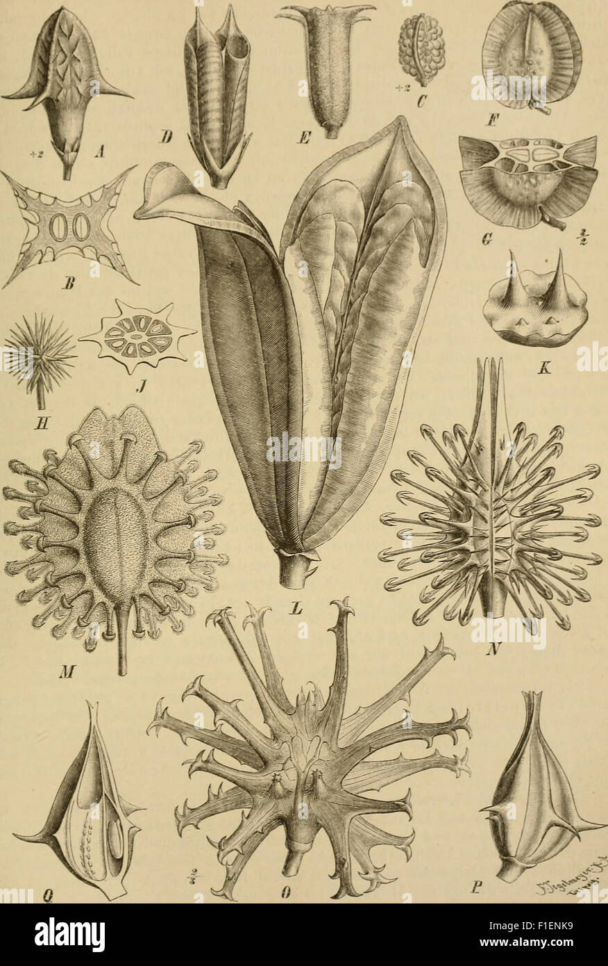 Die Natürlichen Pflanzenfamilien nebst ihren Gattungen und