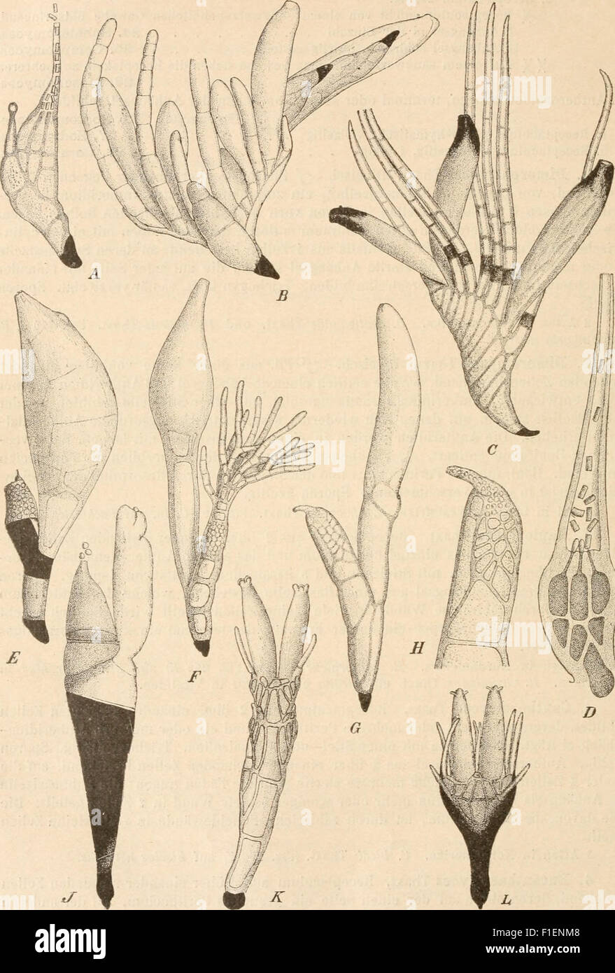 This work ('Die Natürlichen Pflanzenfamilien', 1897) discusses plant families, their genera, and key species, particularly focusing on useful plants. It includes contributions from various eminent experts in botany. Stock Photo