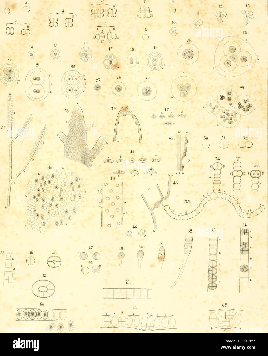 'Die neuern Algensysteme' (1847) presents new systems of algae ...