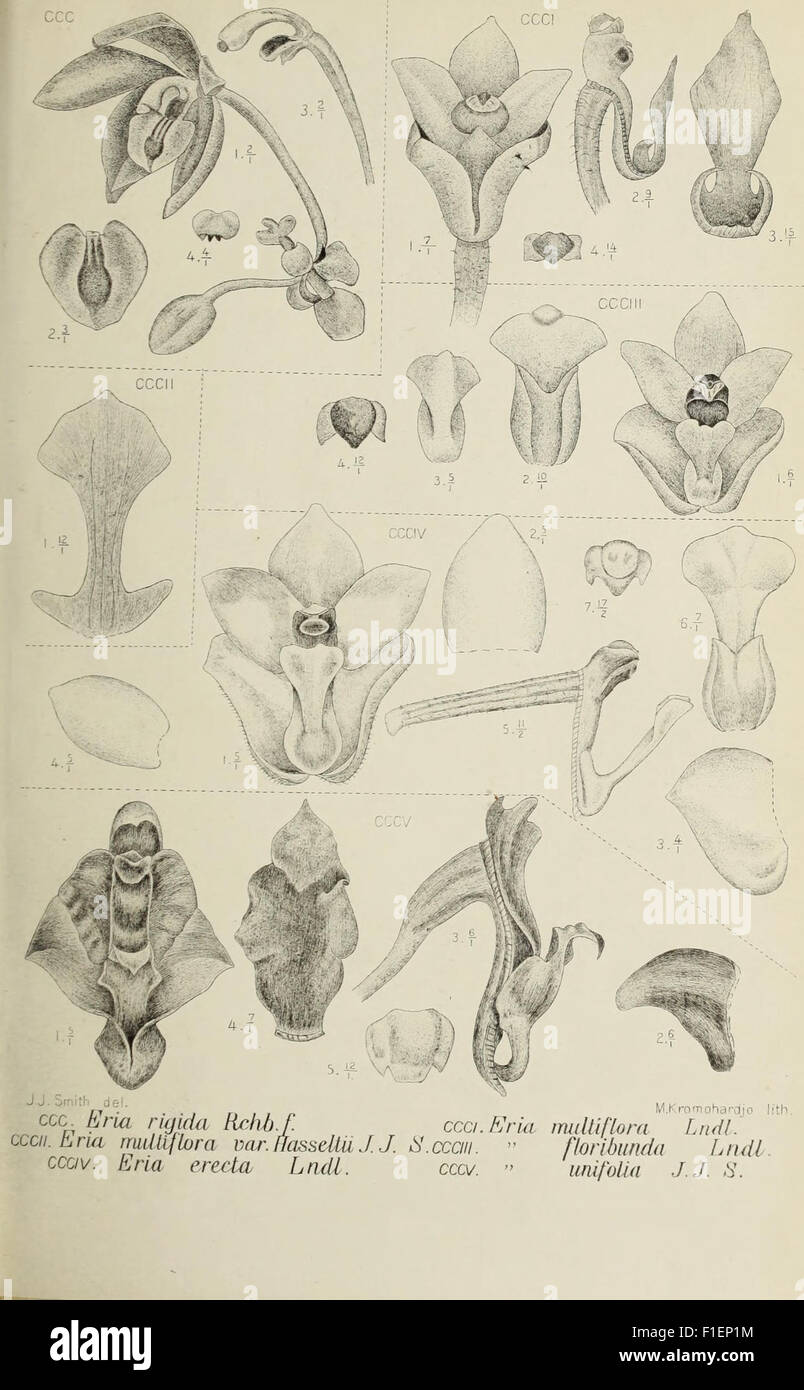 'Die Orchideen von Java' (1905) provides a comprehensive guide to the ...