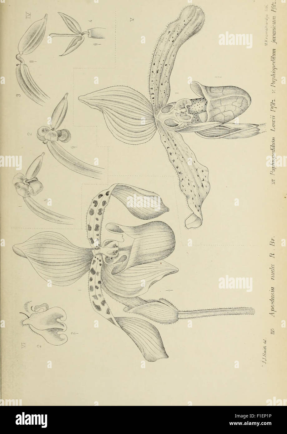 Die orchideen von Java (1905 Stock Photo - Alamy