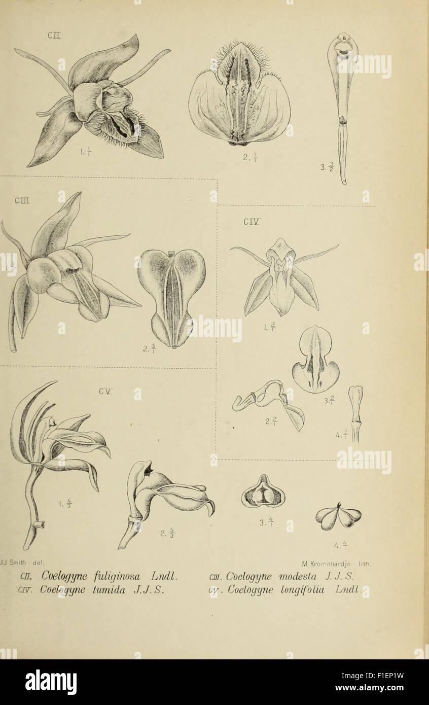 This 1905 botanical illustration from Die Orchideen von Java showcases ...
